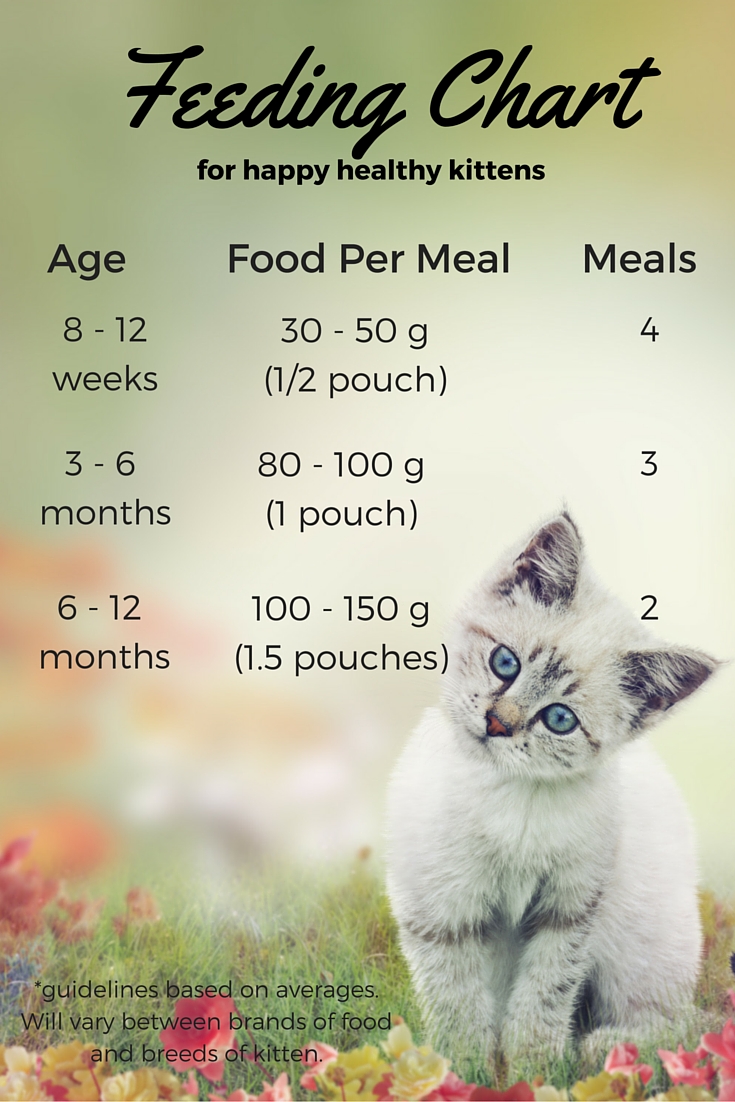 Kitten Feeding Chart Food