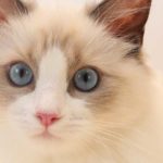 ragdoll cat