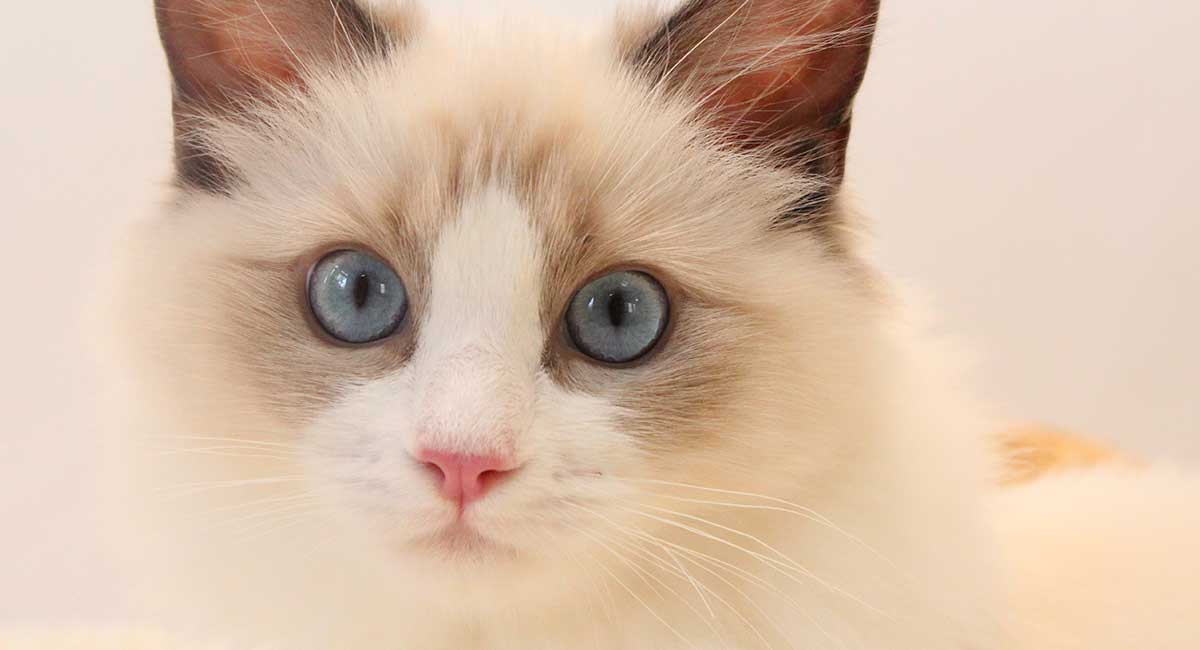 White And Ginger Ragdoll White And Ginger Ragdoll