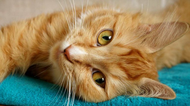 Why Purring Is Your Cat’s Super Power