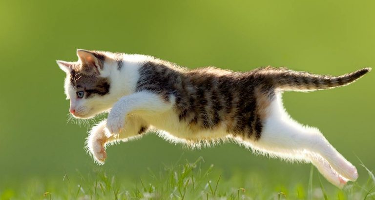 Do Cats Always Land On Their Feet?