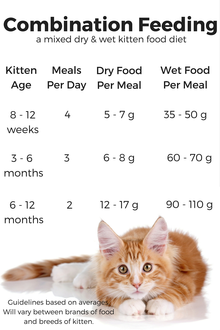 How Much Food Should I Feed My Cat Chart