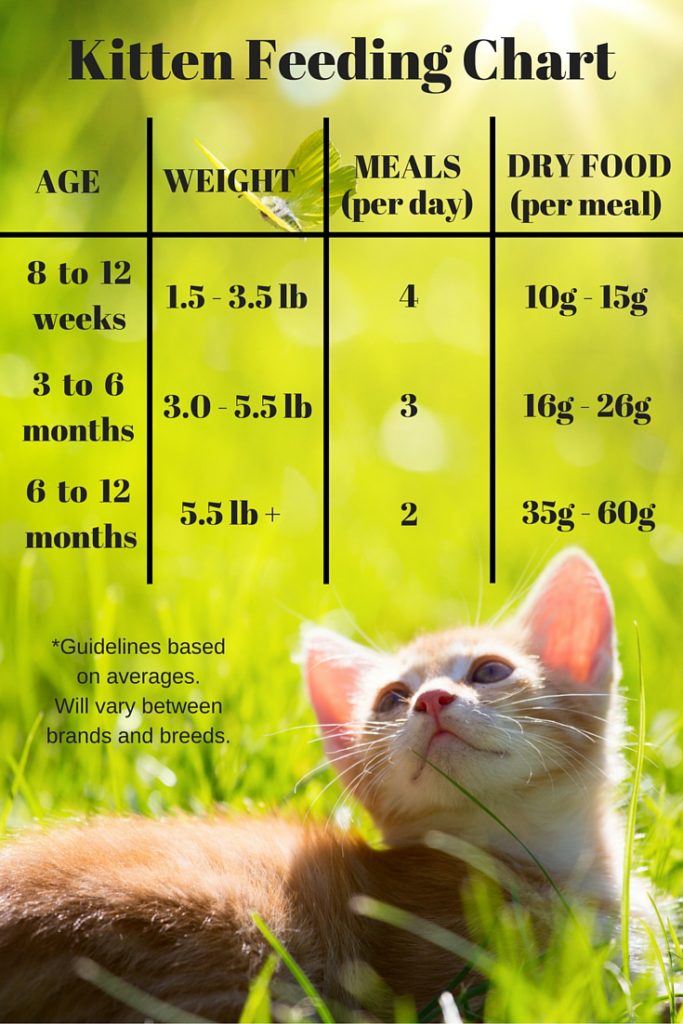 Kitten Feeding Chart Food