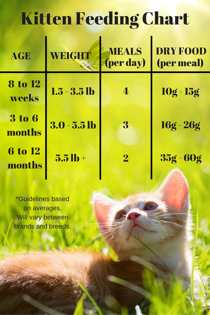 dry kitten food chart