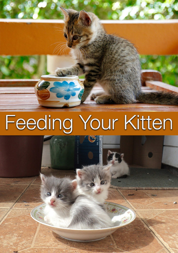 Feeding Your Kitten Helpful Kitten Feeding Schedules and Charts