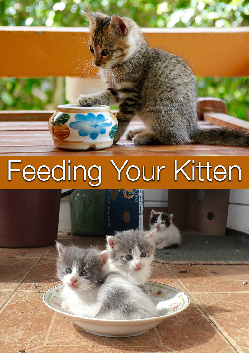 Kitten Food Amount Chart