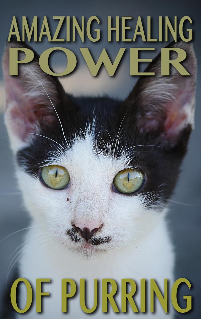 In 'Are Cats Happy When They Purr' you can discover the truth about the amazing, healing power, of purring