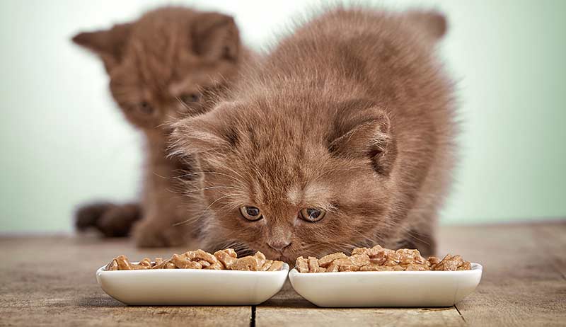 feeding kittens