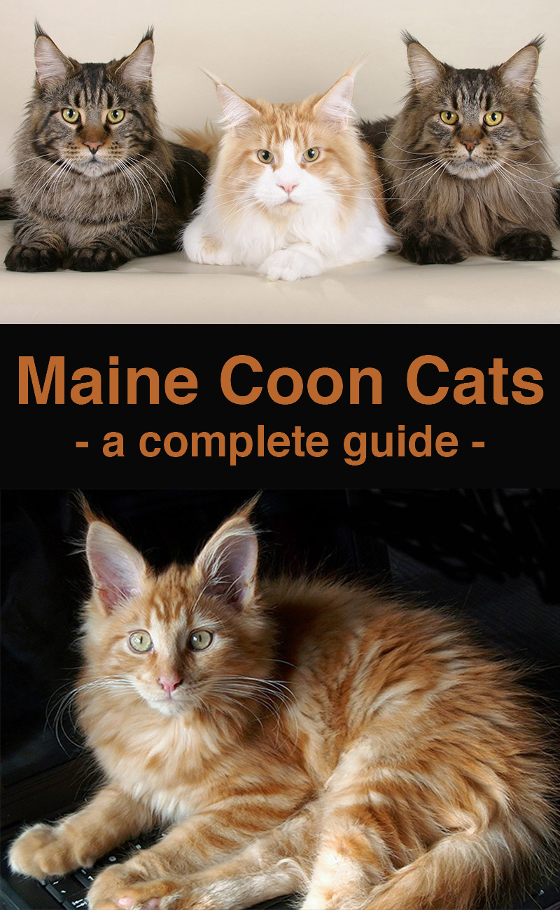 Maine Coon Cats - The friendliest cat breed?