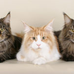Maine Coon Cat Lifespan