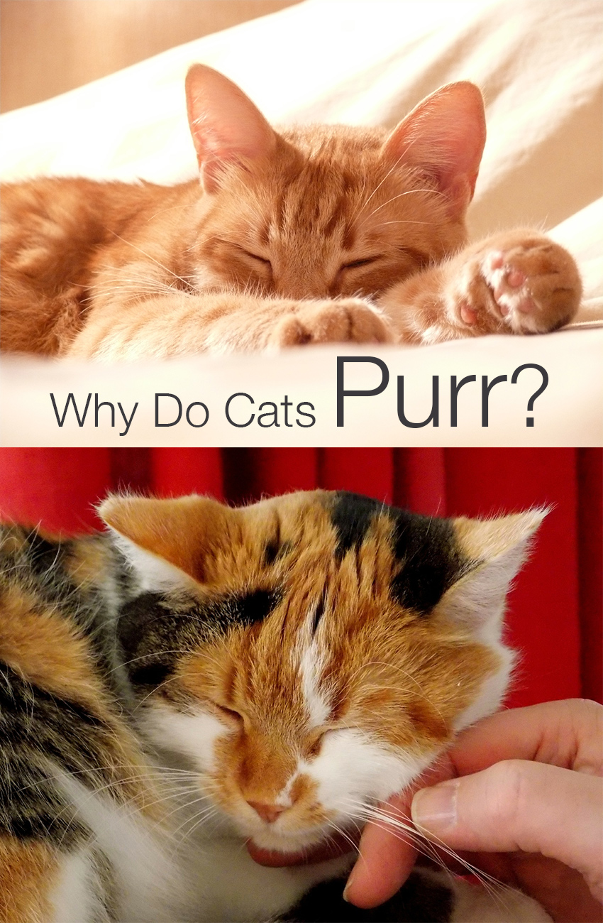 Are cats happy when they purr? This article investigates the power of your cat's purr
