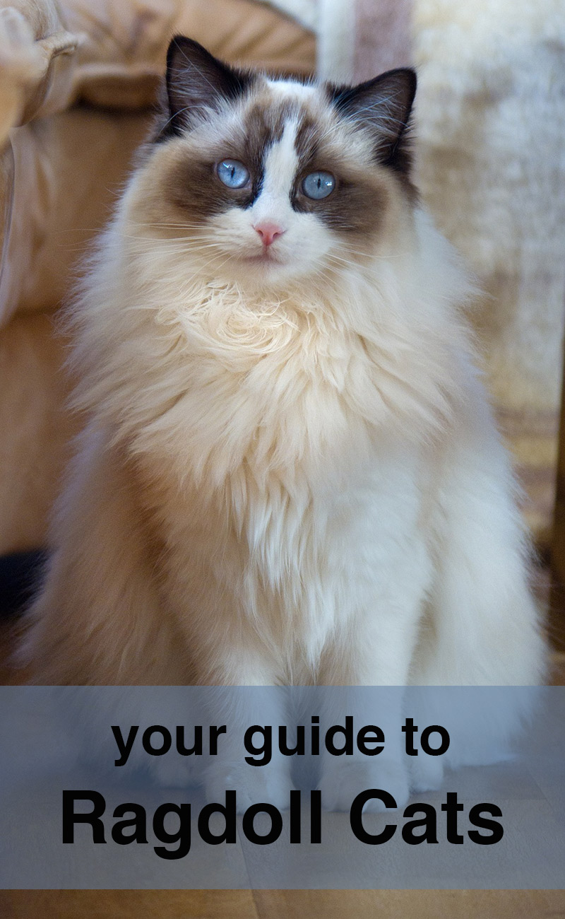 Premium Photo  Portrait of longhaired ragdoll with blue eyes in studio  pedigreed cats animal show exhibition condition pet care products  maintenance and breeding  pet grooming blueeyed cats