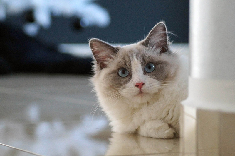 ragdoll cat