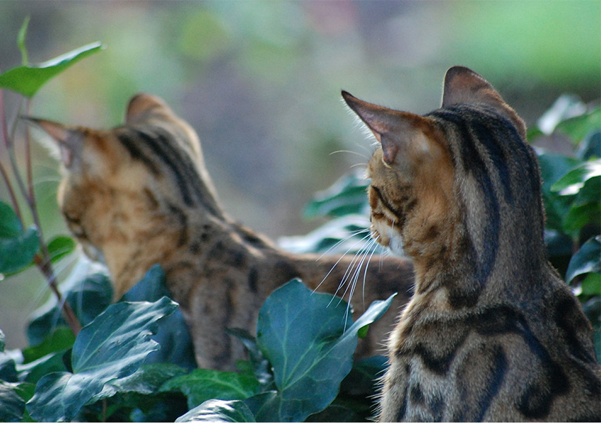 bengal cats