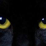 Can cats see in the dark