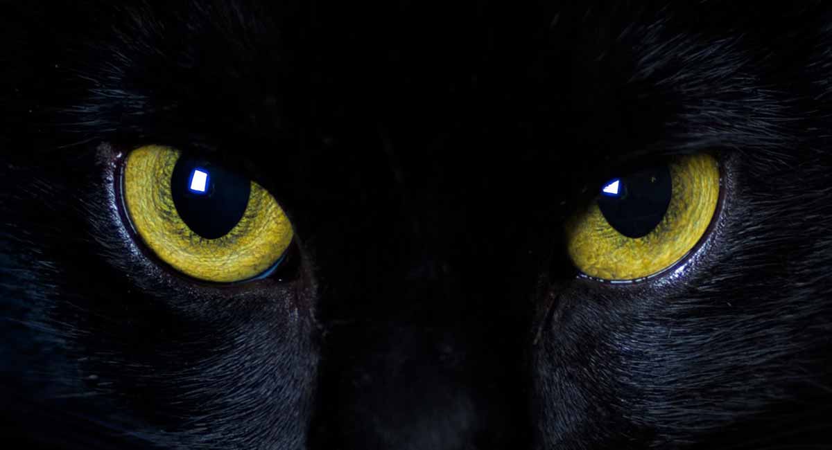 Can cats see in the dark