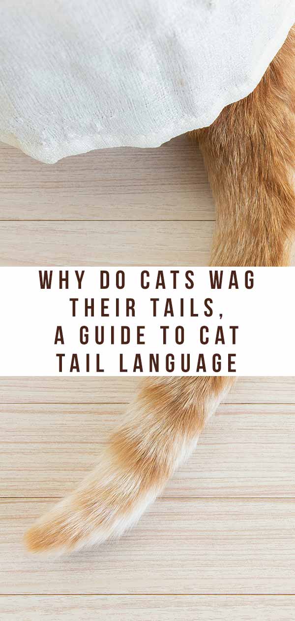 what does it mean when a cat wags its tail