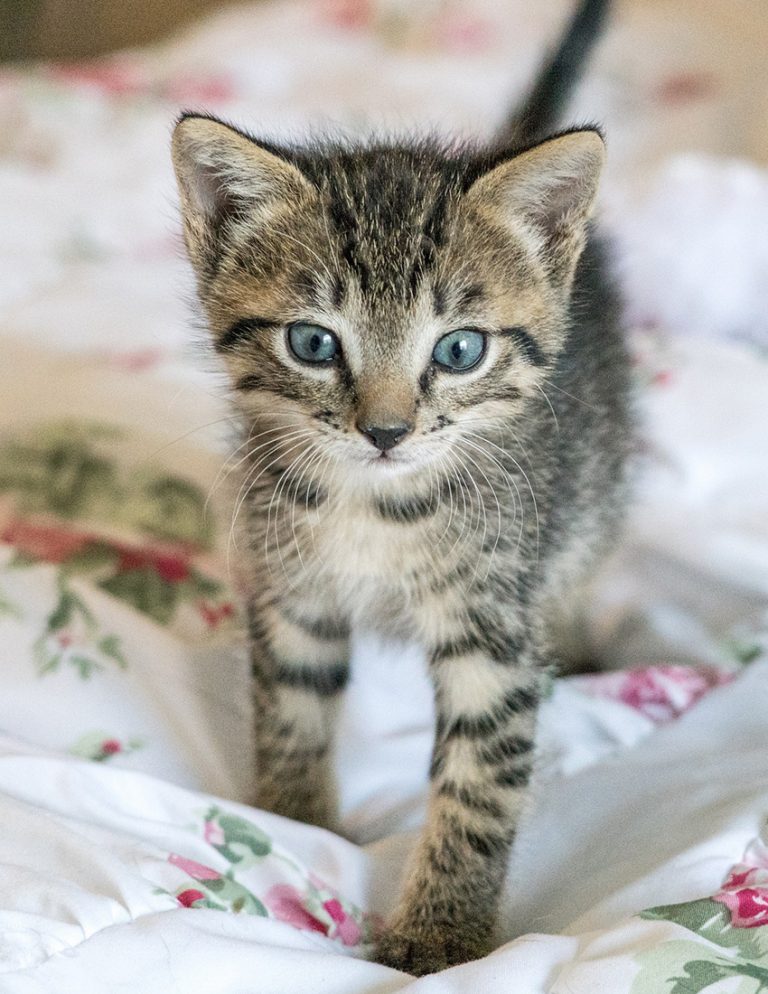 Cat Toilet Training Complete Guide To Potty Train A Kitten