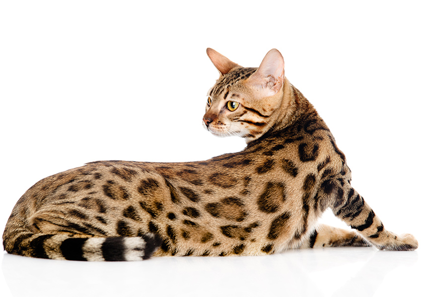 Bengal Cat Lifespan