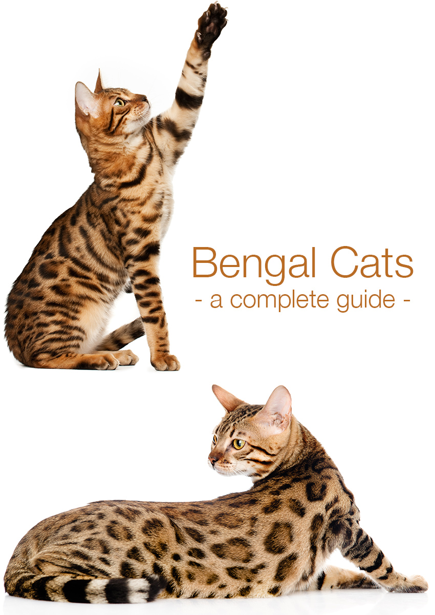 Bengal cats - the most playful cat breed?