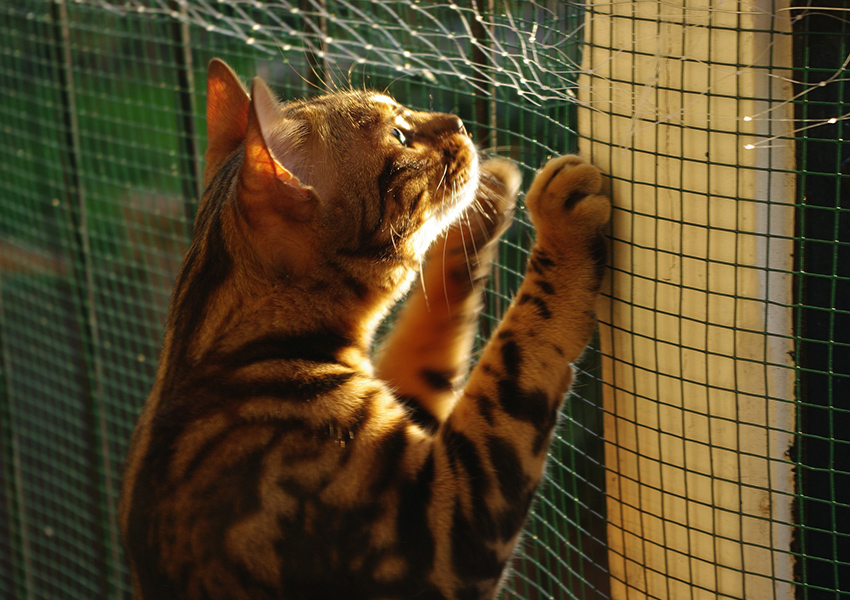 bengal house cat