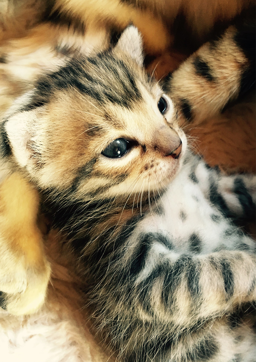 Bengal Cats - The Happy Cat Site