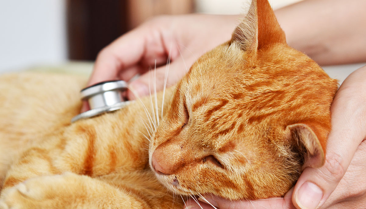 Cat flu Symptoms, Treatment And Care The Happy Cat Site