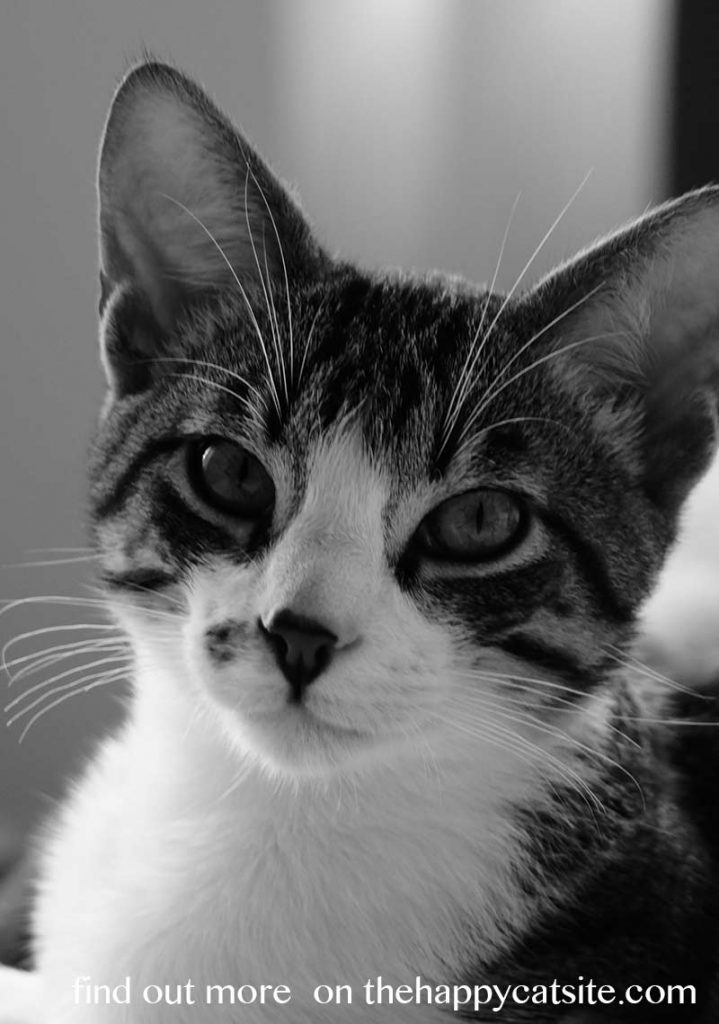 Your Female Cat In Heat A Complete Guide from The Happy Cat Site