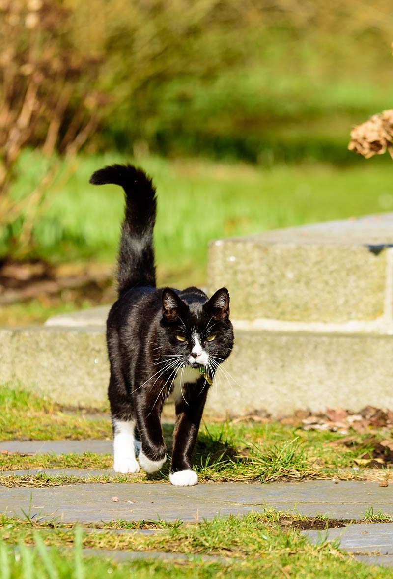 What does it mean when cats wag their tails? This guide to cat tail language explains