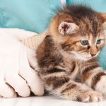 deworming cats and kittens