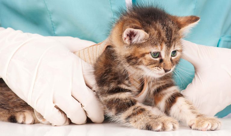deworming cats and kittens