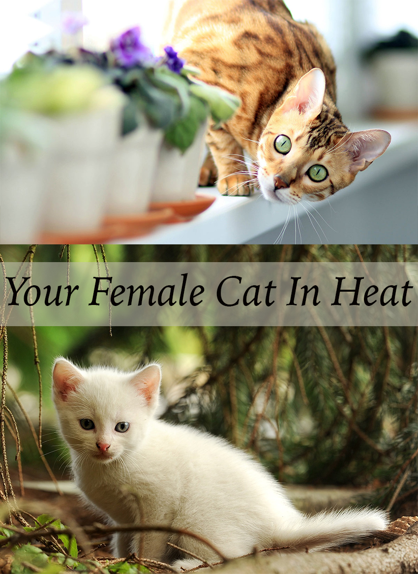 What to expect as your female kitten grows up, how to recognize when she goes into heat, and the importance of birth control.