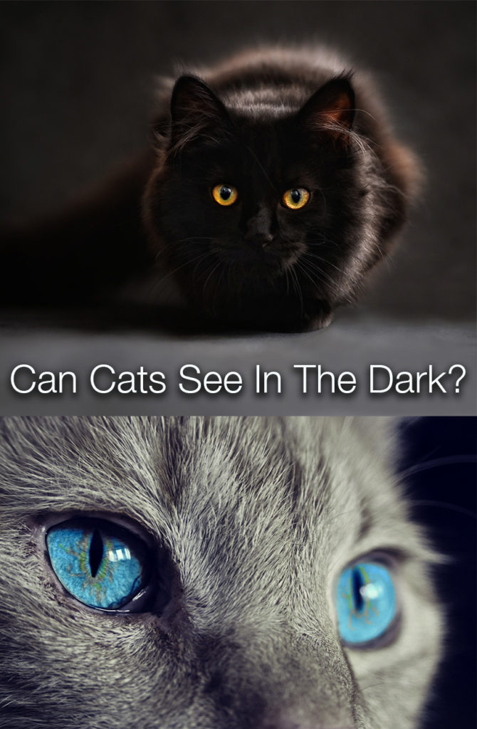 Why your Cat's Eyes are Watering? Time to Visit a Vet or Not