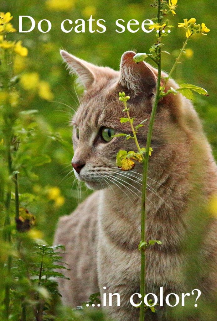 Can Cats See In The Dark A Guide To Cat Night Vision