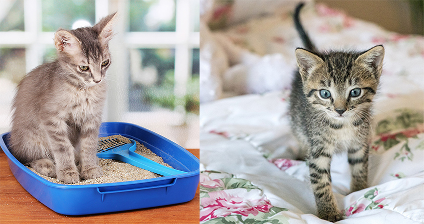 potty training kittens litter box