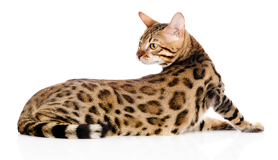 Top Cat Breeds - Bengal Cat, Savannah, Ragddoll + 7 More! – OutdoorBengal