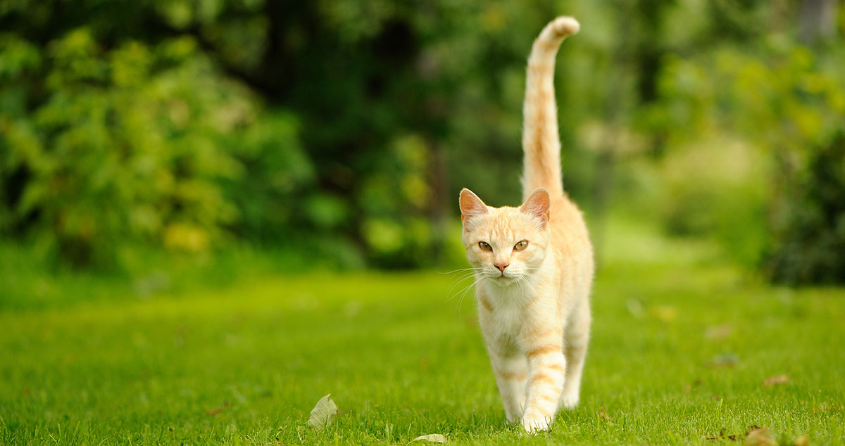 What does it mean when cats wag their tail?