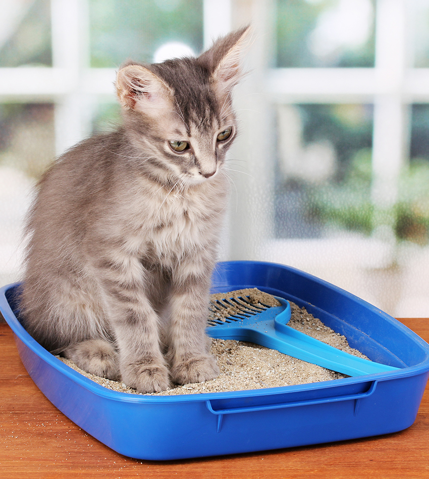  Cat  Toilet Training How To Potty Train A Kitten The 