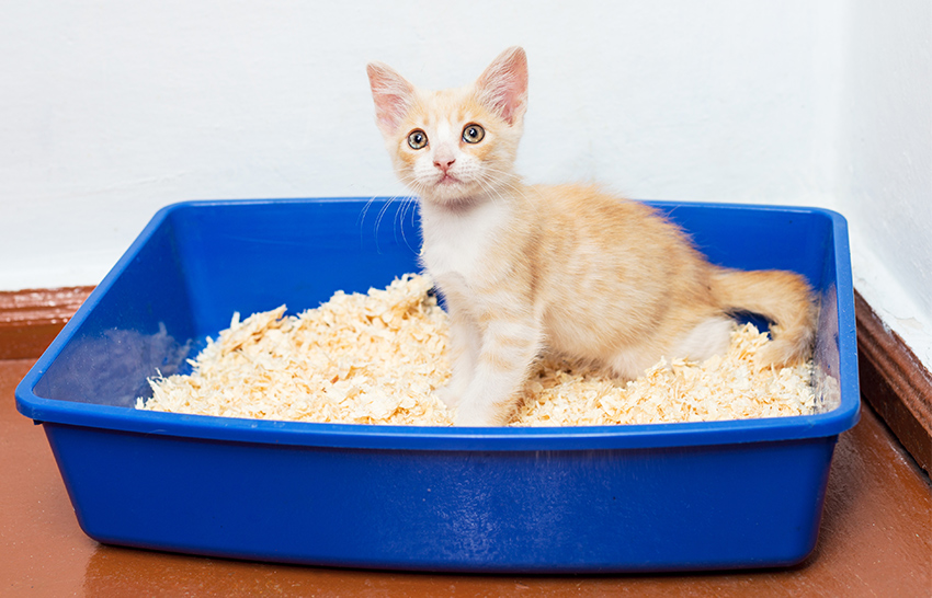 Cat Toilet Training Complete Guide To Potty Train A Kitten