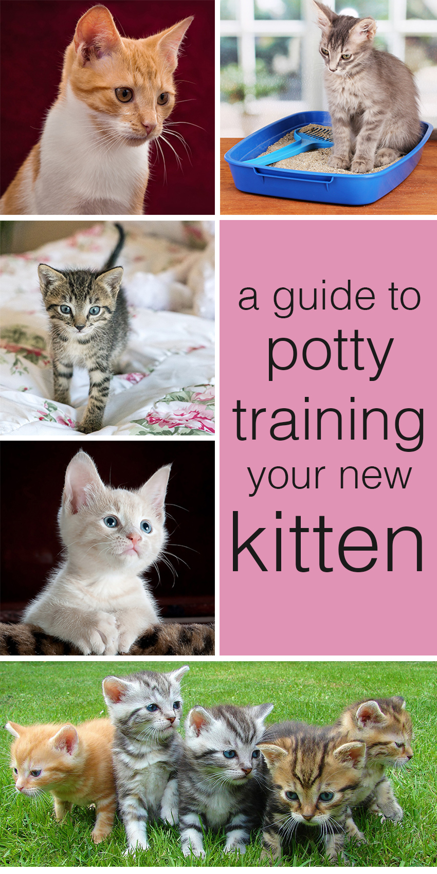 Cat Toilet Training How To Potty Train A Kitten The Happy Cat Site