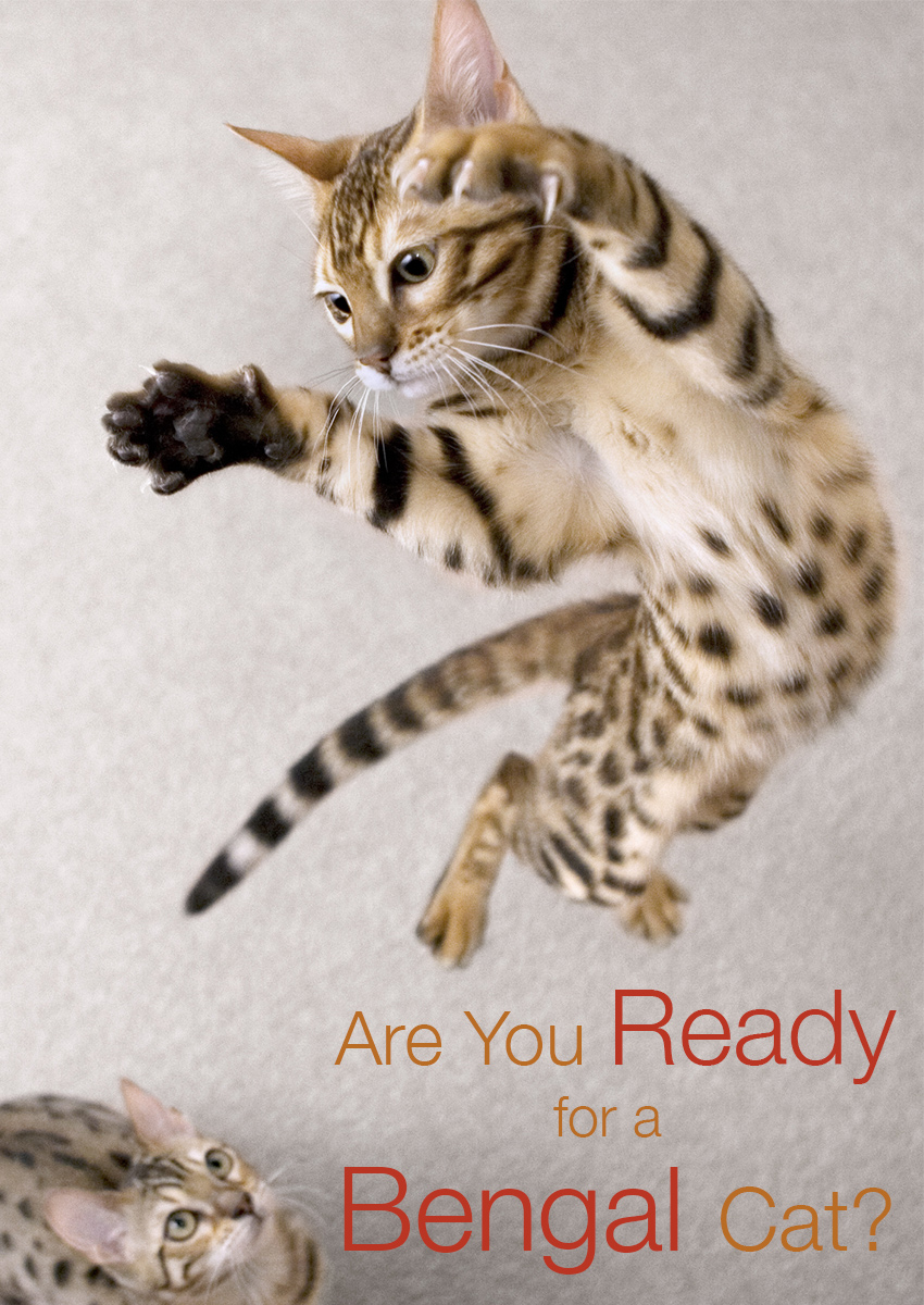 Top Cat Breeds - Bengal Cat, Savannah, Ragddoll + 7 More! – OutdoorBengal