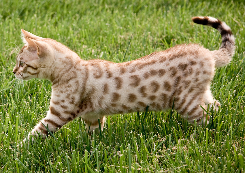 White Bengal cats are described as Snow.