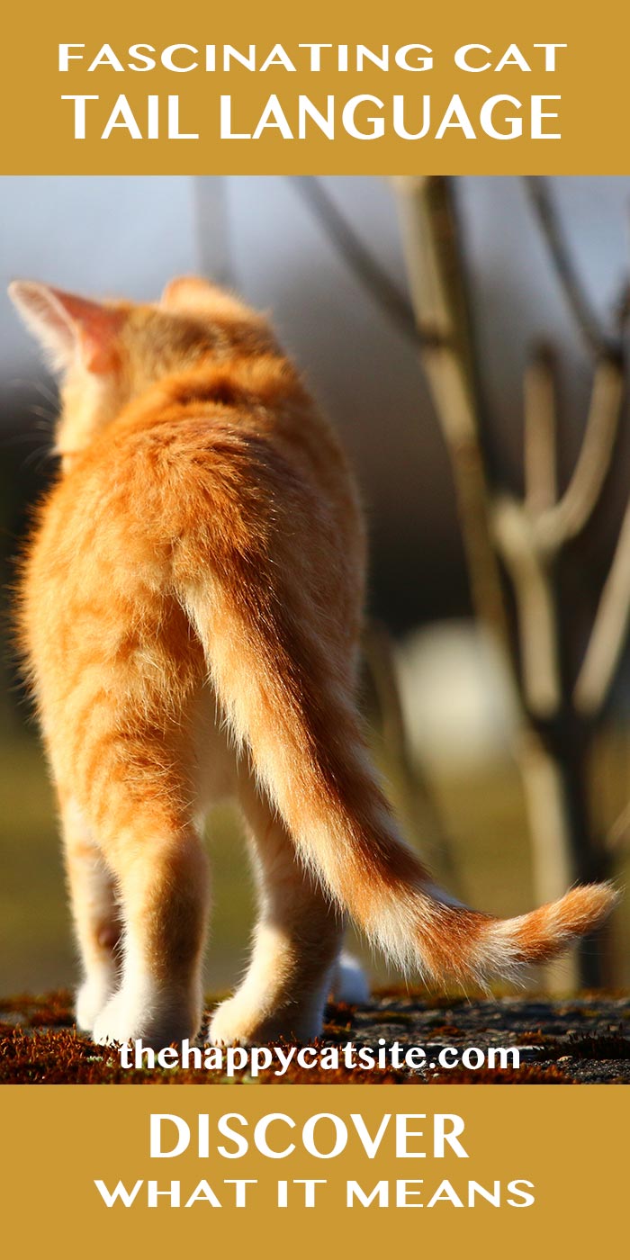 Why Do Cats Wag Their Tail? Discover what your cat's tail language really means and why he wags his tail