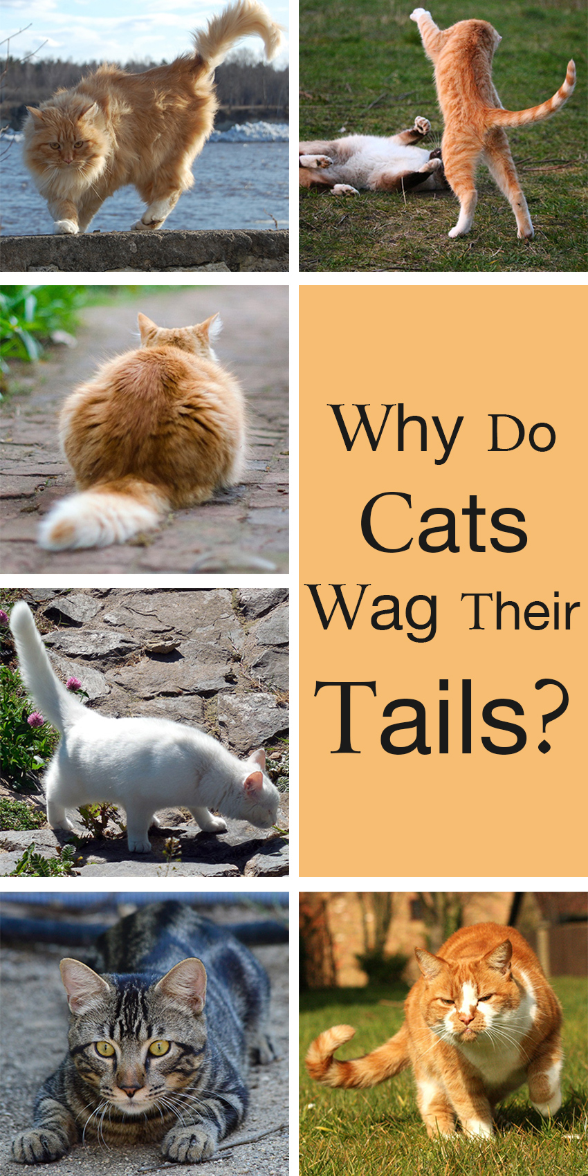 Why Do Cats Wag Their Tails - A Guide To Cat Tail Language