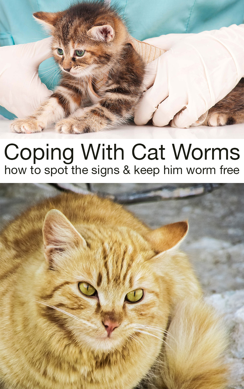 Cat Worms: Symptoms And Deworming Information For Cats And ...
