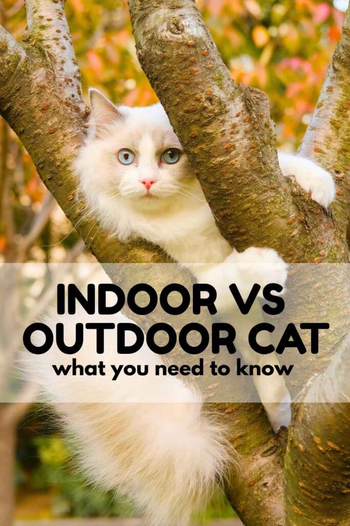 Outdoor Cat Versus Indoor Cats - The Happy Cat Site