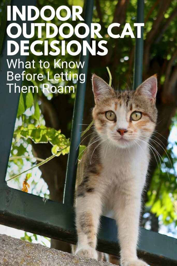 photo of a tabby cat outside in a garden with trees in the background