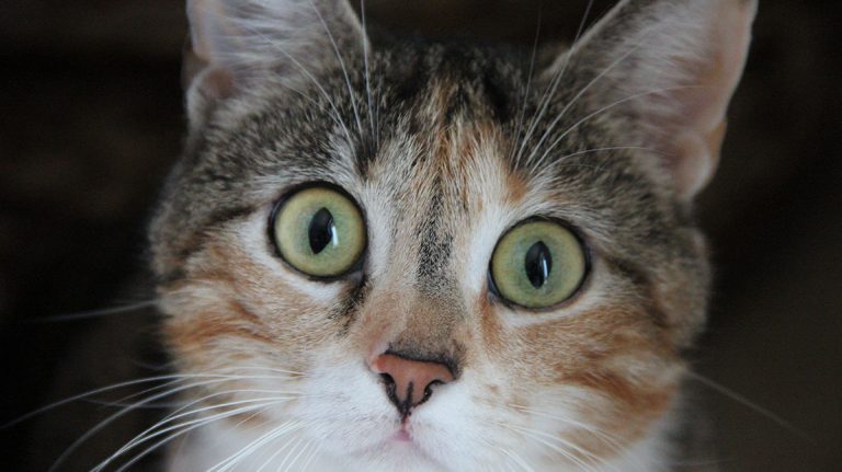 Can Cats Have Allergies?