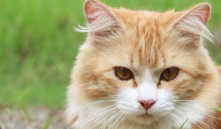 Cat Fleas and Flea Treatments for Cats and Kittens