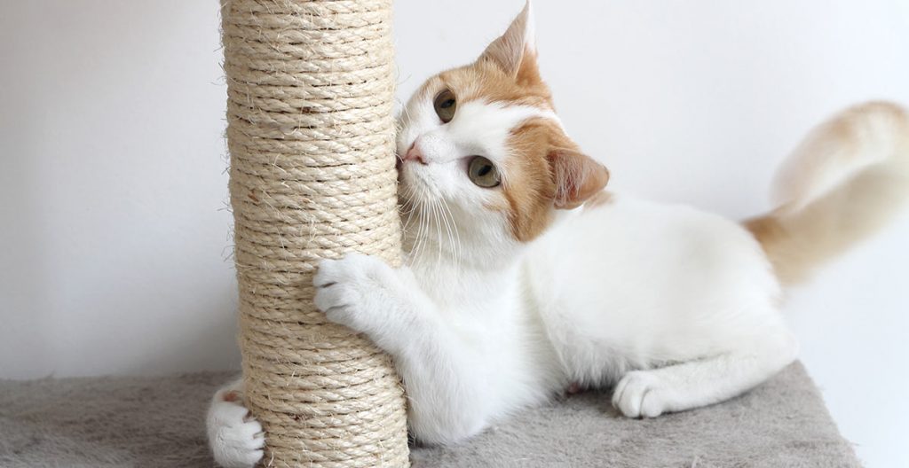 cat scratch post